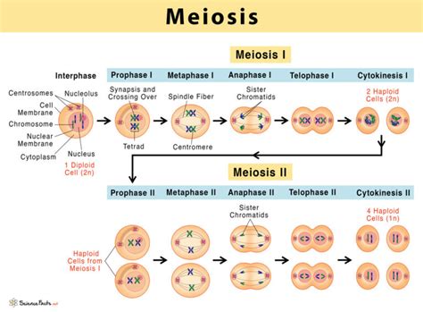 Meiosis: Definition, Stages, & Purpose with Diagram.